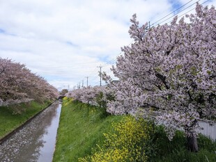 大排水路沿いの写真1