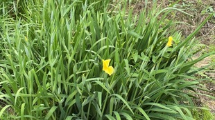 花しょうぶの写真2