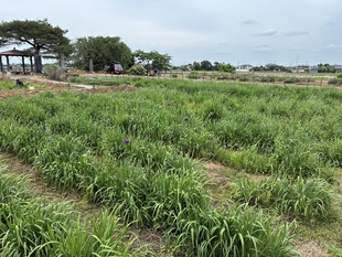 花しょうぶの遠景の写真