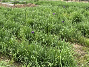 花しょうぶの近景の写真