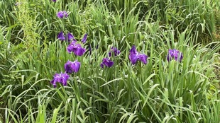 花しょうぶの近景の写真
