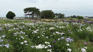 花しょうぶ遠景の写真