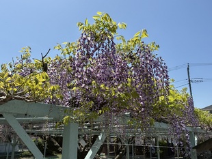 菖蒲神社のフジの写真2