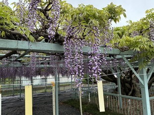 菖蒲神社のフジの写真2