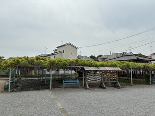 菖蒲神社のフジの写真1