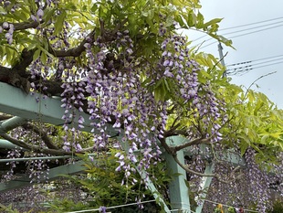 菖蒲神社のフジの写真2