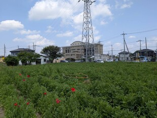 令和7年5月2日のポピーの写真1