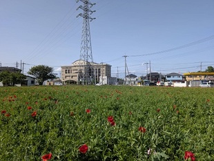 令和7年5月7日のポピーの写真1