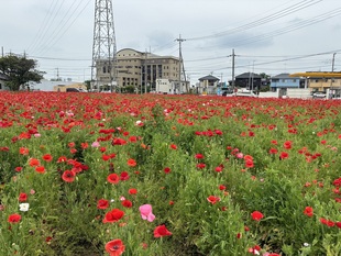 ポピー遠景の写真