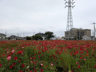 ポピーの写真1