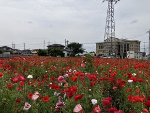 ポピーの写真1