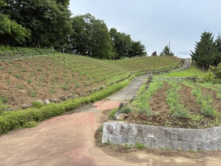 ラベンダー遠景の写真