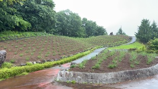 しらさぎ公園の遠景の写真