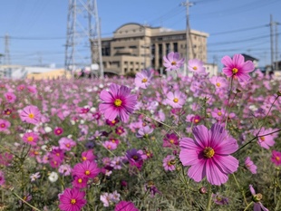 コスモス近景の写真