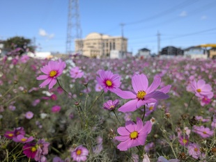 コスモス畑の近景の写真