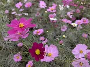 コスモス畑の近景の写真