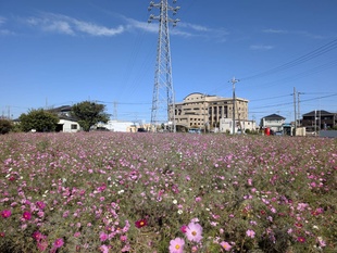 コスモス畑の遠景の写真
