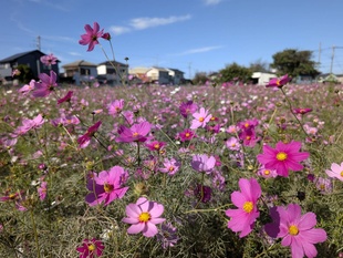 コスモス畑の近景の写真
