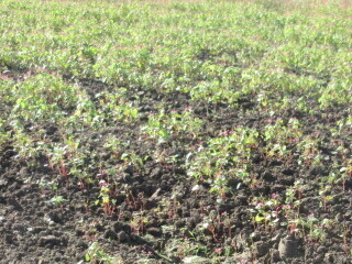 写真:赤花そば写真遠景2