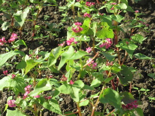 写真:赤花そば写真近景2
