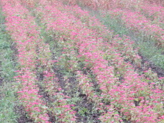 写真:赤花そば写真遠景3