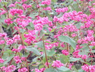 写真:赤花そば写真近景3
