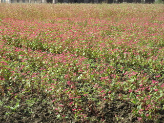 写真:赤花そば写真遠景4