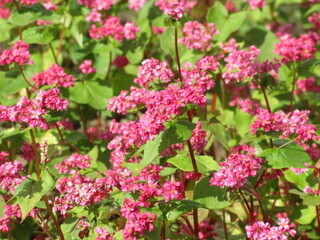 写真:赤花そば写真近景4