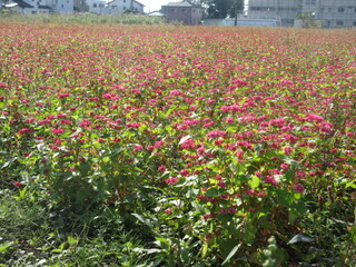 写真:赤花そば写真遠景5