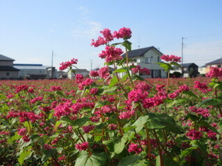 写真:赤花そば写真近景5