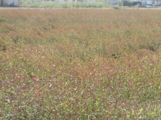 写真:赤花そば写真遠景6