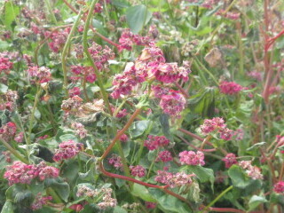 写真:赤花そば写真近景6