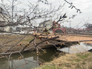 鷲宮神社付近の写真2