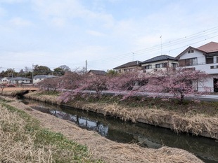鷲宮神社付近の写真1