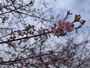 鷲宮神社付近の写真2