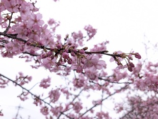鷲宮浄水場付近の河津桜の近景の写真