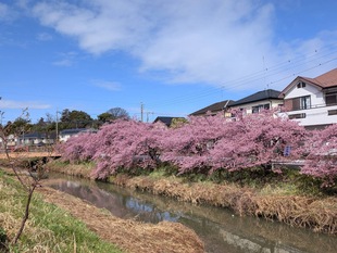 鷲宮神社付近の河津桜の遠景の写真