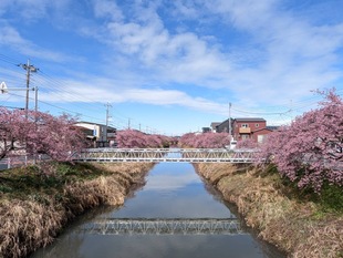 鷲宮浄水場付近の河津桜の遠景の写真