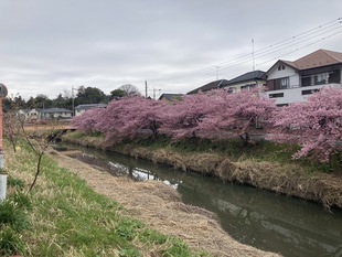 鷲宮神社付近の河津桜の遠景の写真