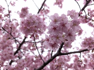 鷲宮神社付近の河津桜の近景の写真