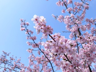 鷲宮浄水場付近の河津桜の近景の写真