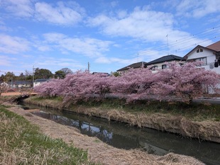 鷲宮神社付近の河津桜の遠景の写真