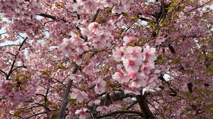 鷲宮神社付近の河津桜の近景の写真