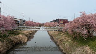 鷲宮浄水場付近の河津桜の遠景の写真