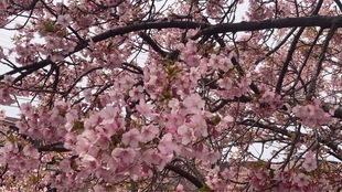 鷲宮浄水場付近の河津桜の近景の写真