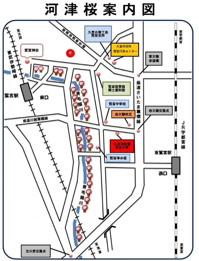 イラスト：河津桜の案内図。河津桜は鷲宮神社付近から青毛堀川沿いに下流に向かって植栽されています。