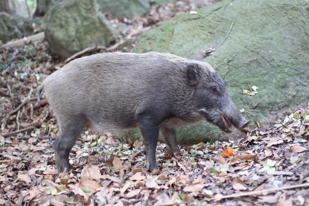 イノシシ