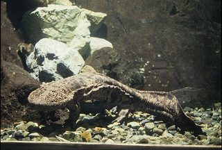 オオサンショウウオの写真。写真はさいたま水族館から提供。