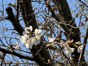 青毛堀川の写真2