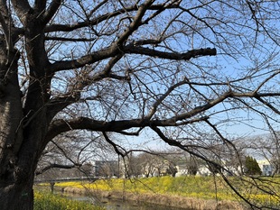 青毛堀川の写真1